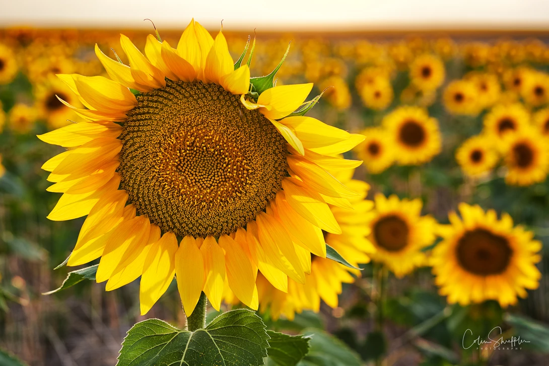 View Colorado Sunflower by Colin Shreffler