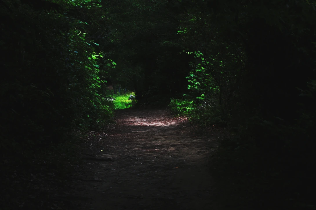 View Light in The Forest by Hunter Kotlinski