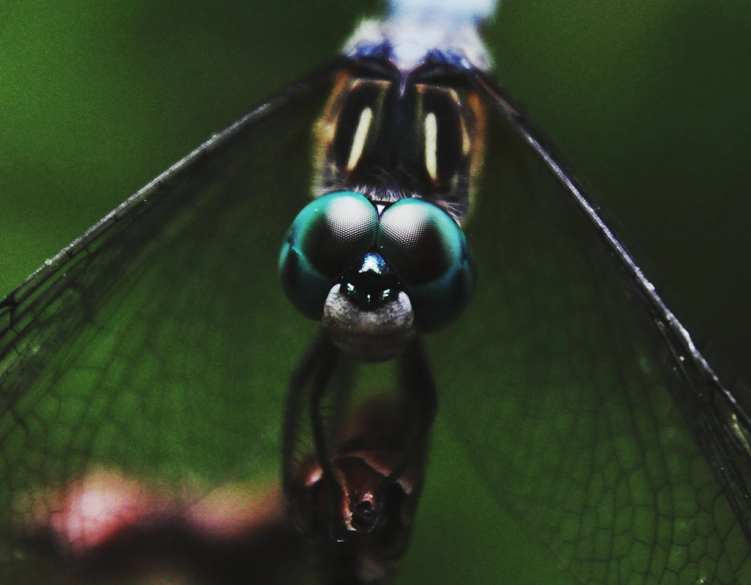 View Dragonfly Eyes by Hunter Kotlinski