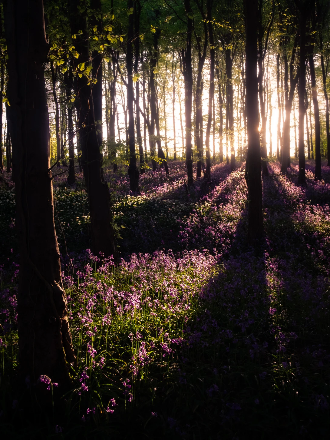 View 015f093e5ab003a433e890e2f2a2f56d.jpg by chris bryant