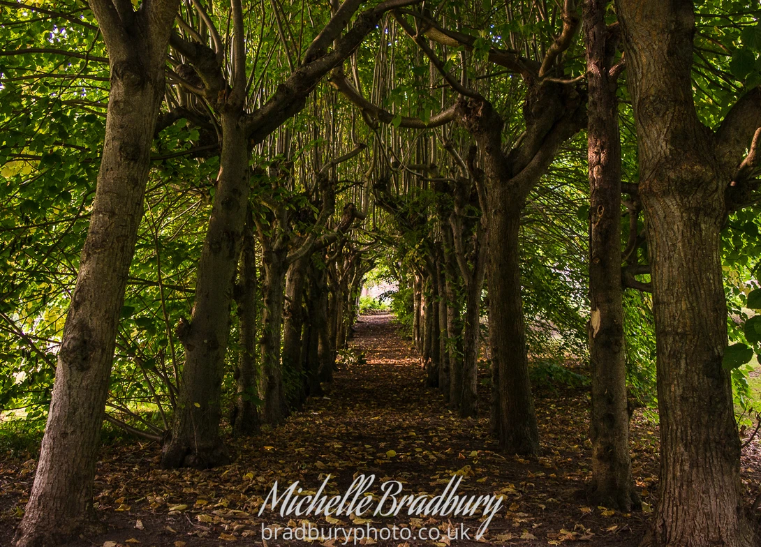 View Tunnel Of Love by Michelle Bradbury