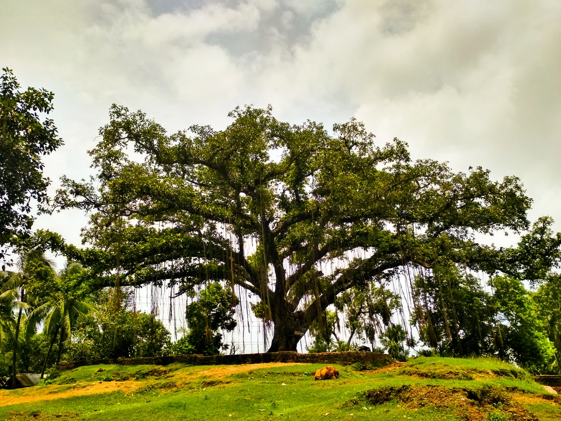 View Banyan Tree by Saifullah Nakih