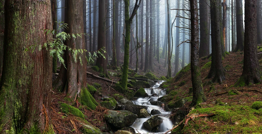 View Misty Forest Stream by Eirik Sørstrømmen