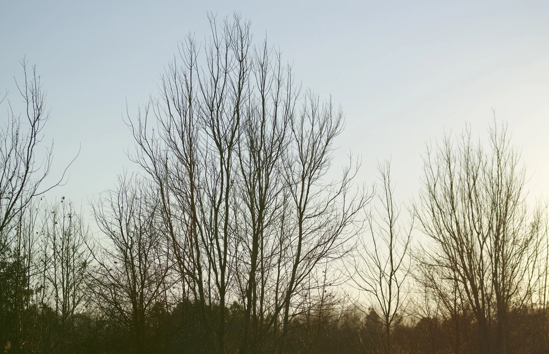View tree tops by CHRIS STAGL