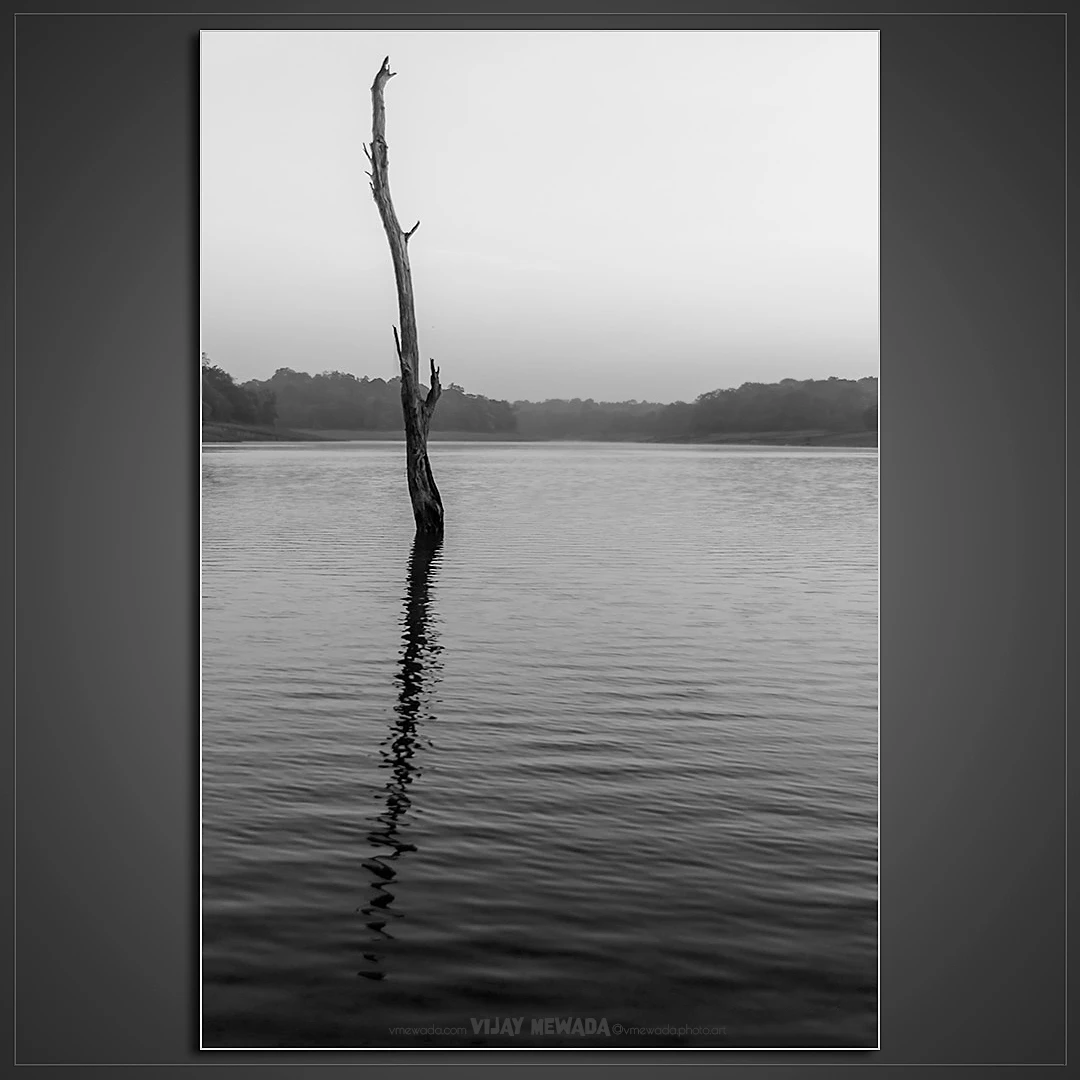 View SOLITARY by Vijaykumar Mewada