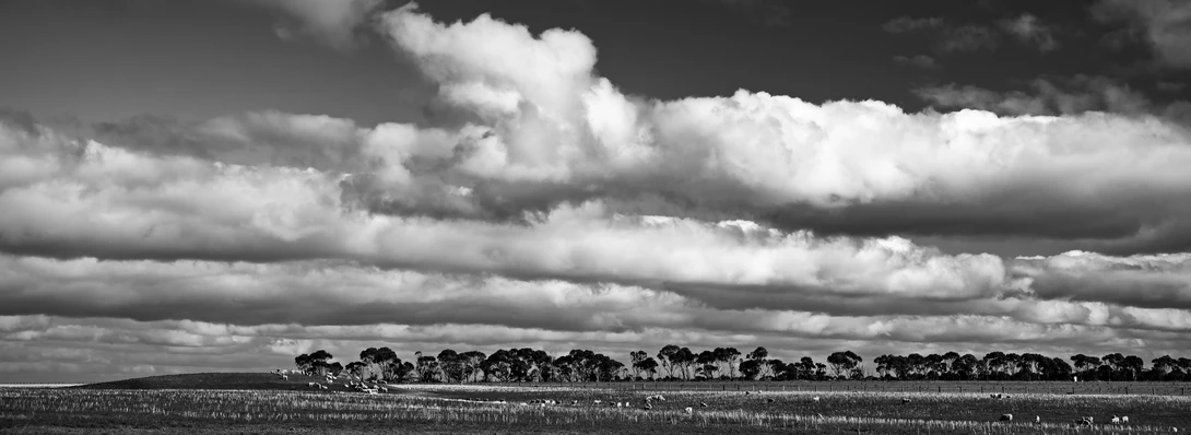 View Stubble, sheep and gum trees in Western Victoria, Australia by Chris Jablonski