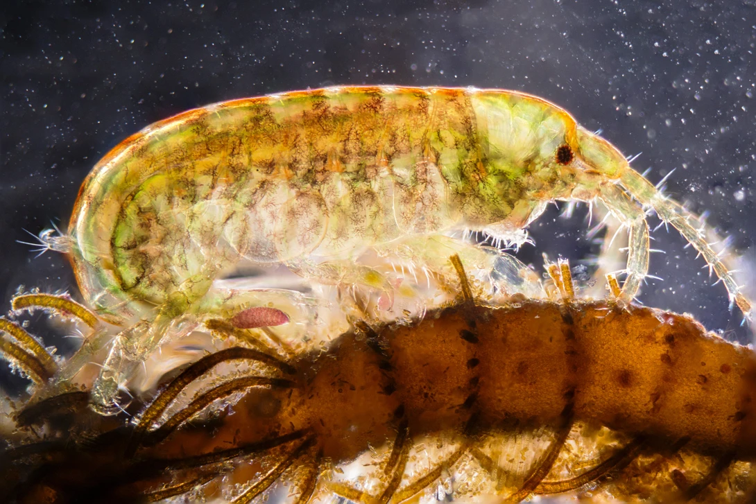 View Gammarus Locusta - 50x by David Wilson