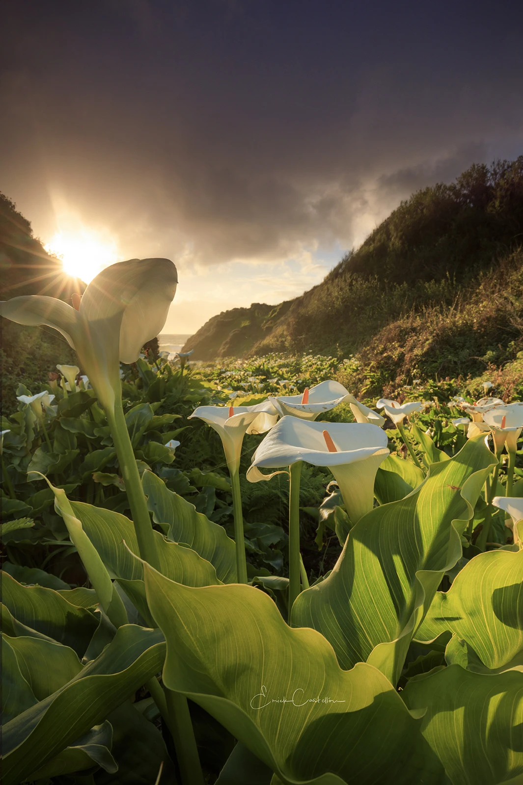 View Valley of The Lilies by Erick Castellon