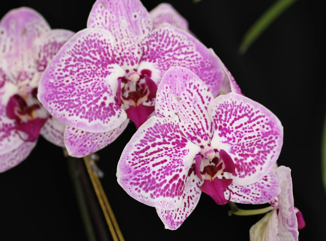 View e959316a1108eb07804dacdd11ec2e62.jpg by Wes Schuelke