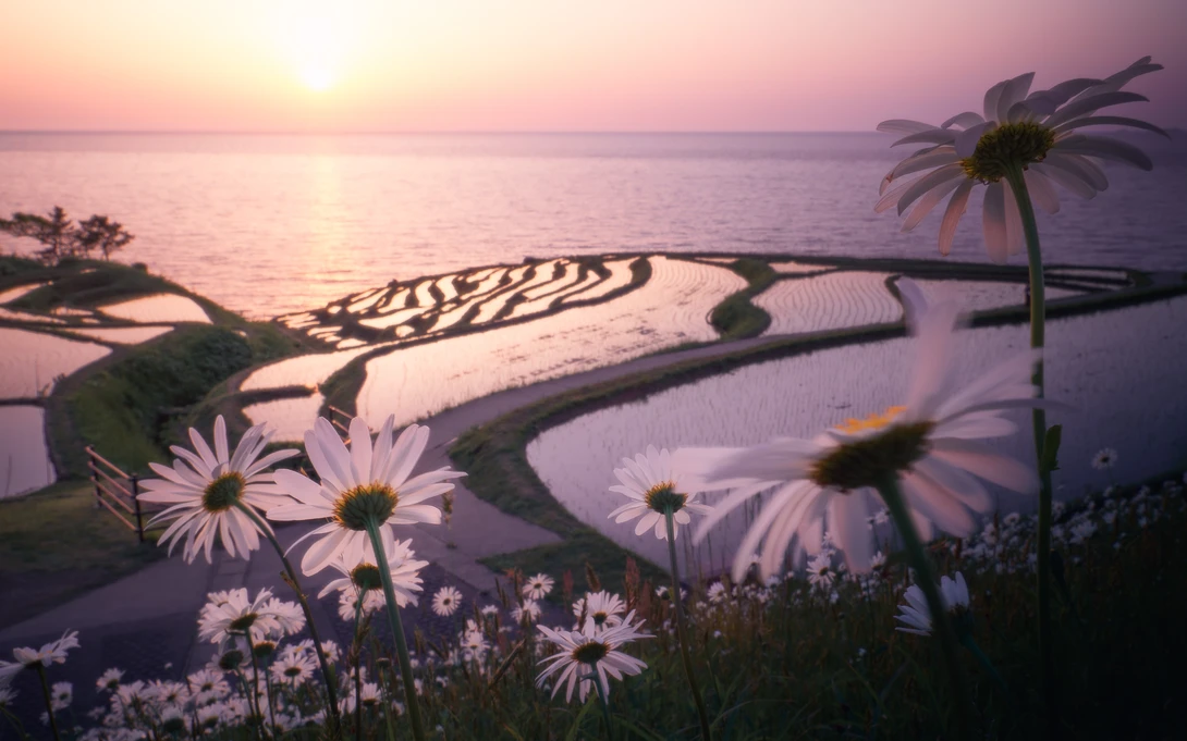 View Full bloom by Taiyo Yamamoto
