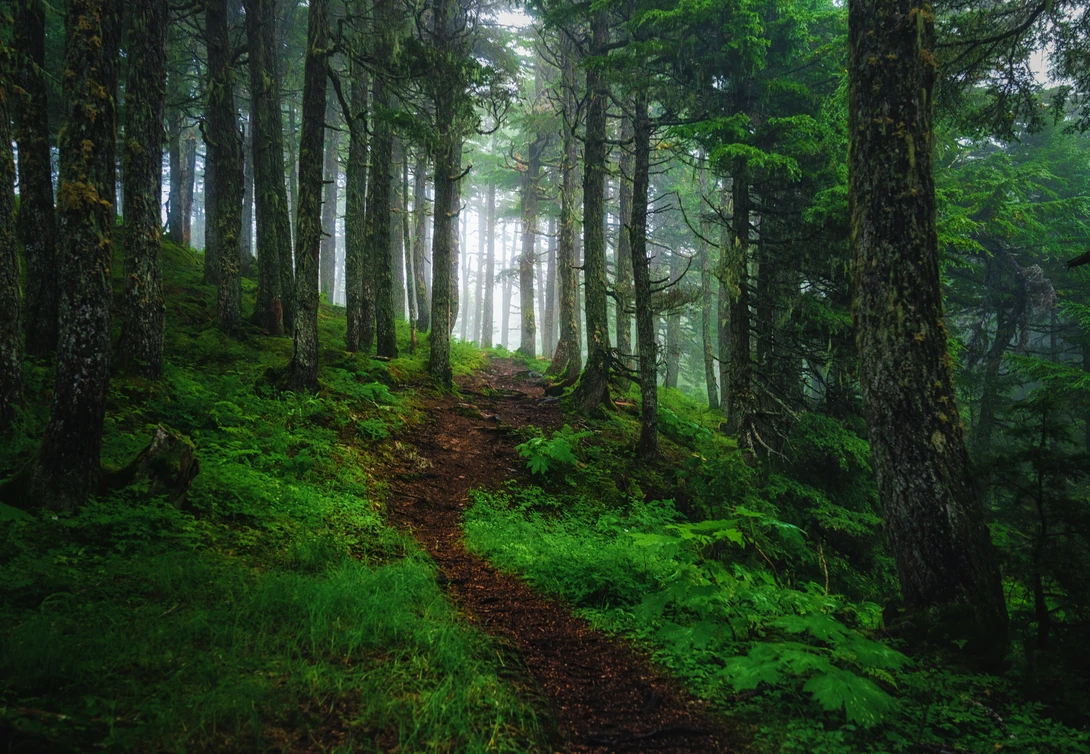 View The Trail to Lost Lake by TYLER YATES