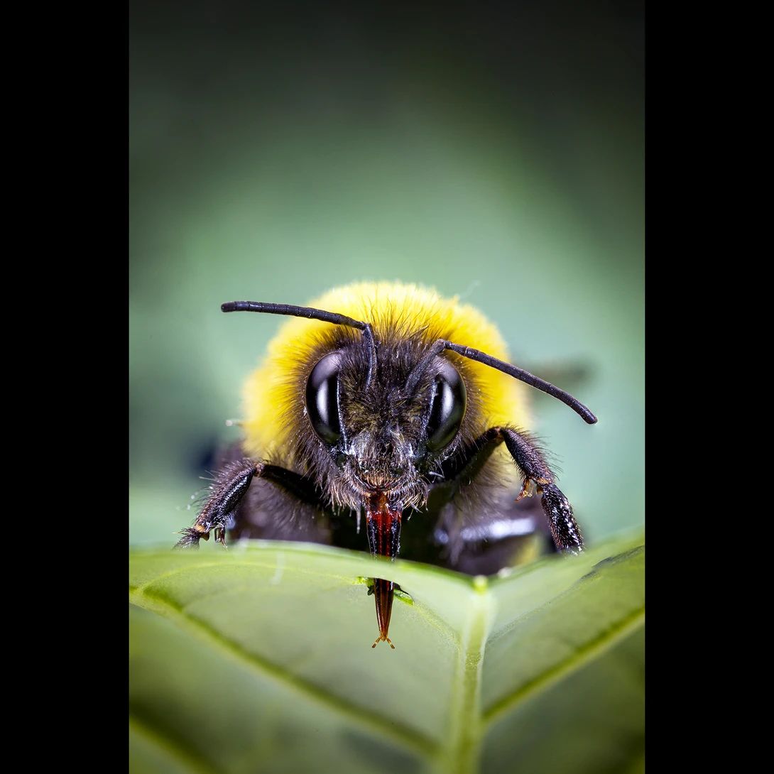 View Damaging bee by Hannier Pulido