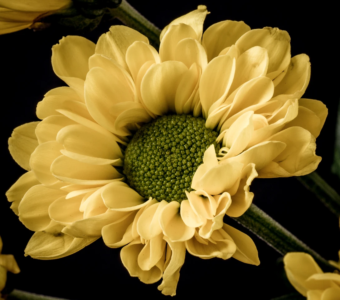 View Yellow Daisy by Kevin Drury