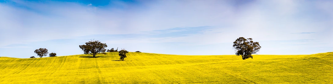 View fields of gold by sharath m