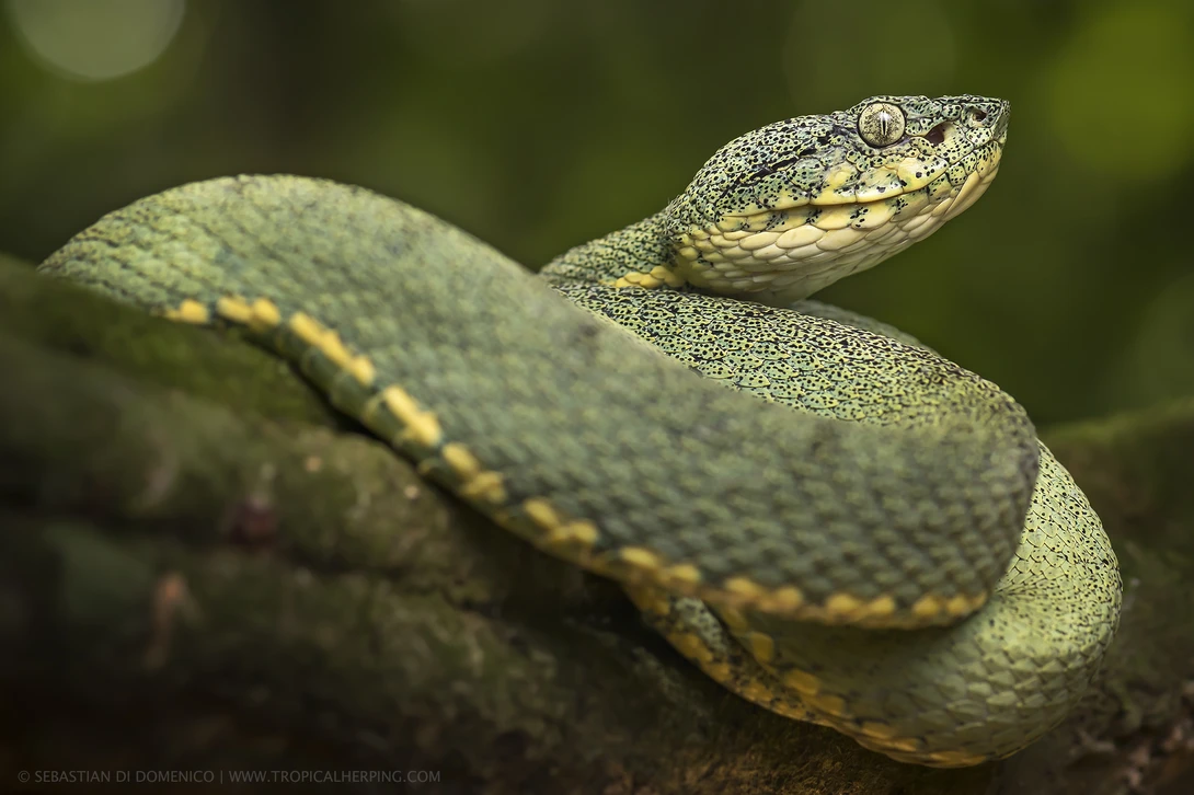 View Two Stripe Forest Pit Viper by Sebastian Di Domenico
