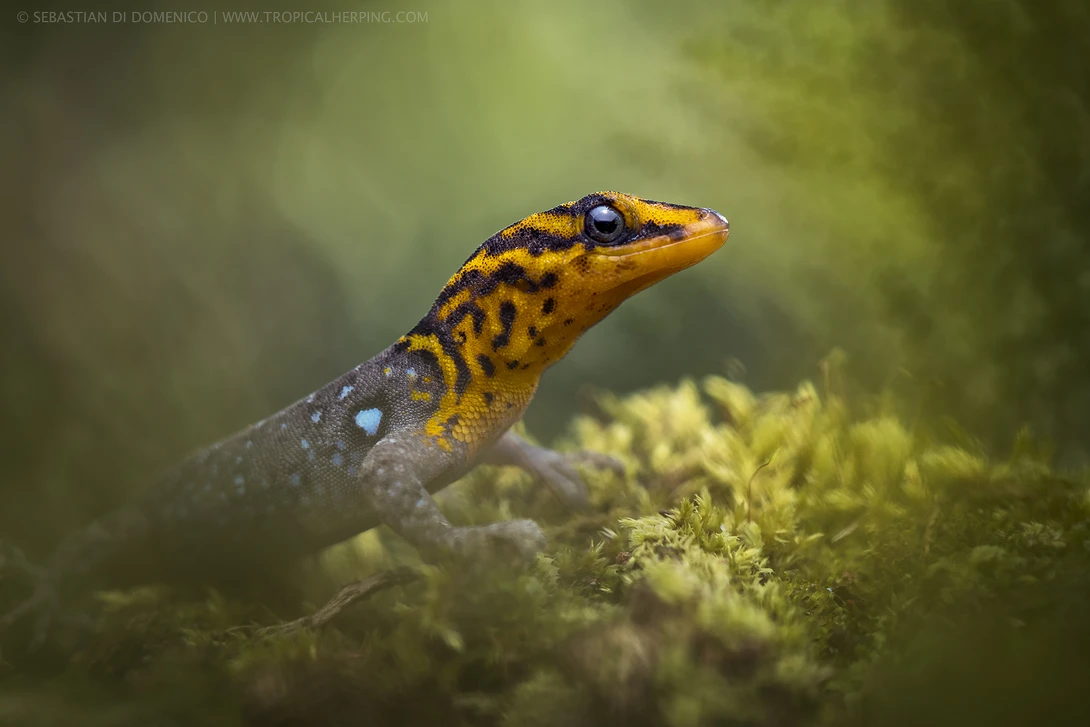 View The Sun Gecko by Sebastian Di Domenico