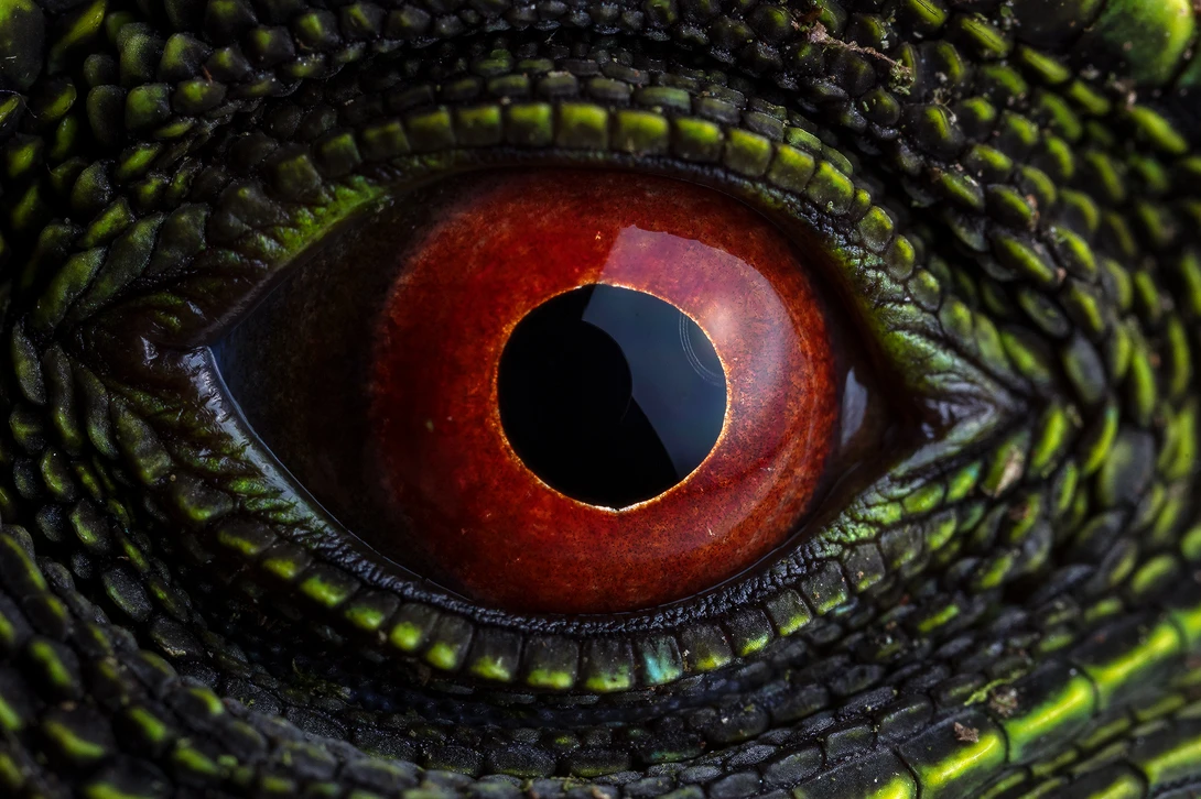View Red eye by Sebastian Di Domenico