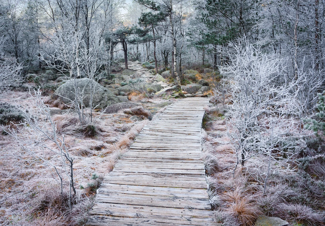 View Winter Walk by Matthew Ross