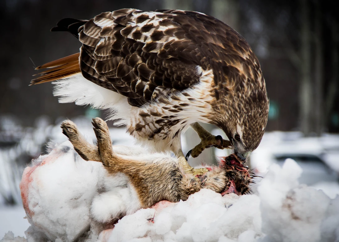 View Red Tailed Hawk Eating Dinner by Tobias Shapinsky