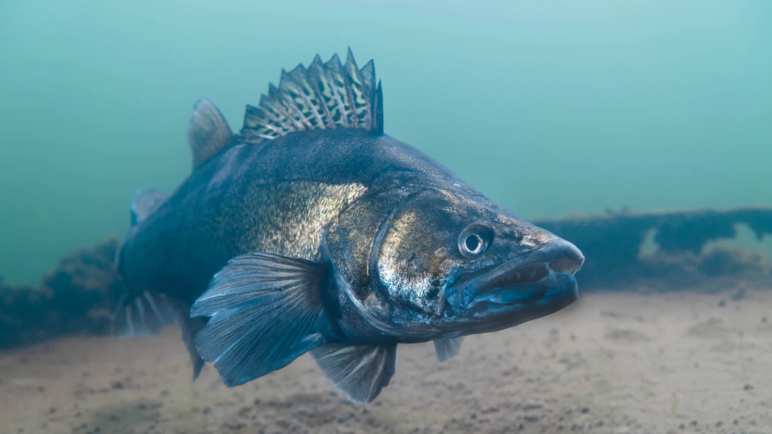 View Cross Breed of Pike and Zander in the Muddy Water of the Netherlands by Arjan & Corné Ligtermoet