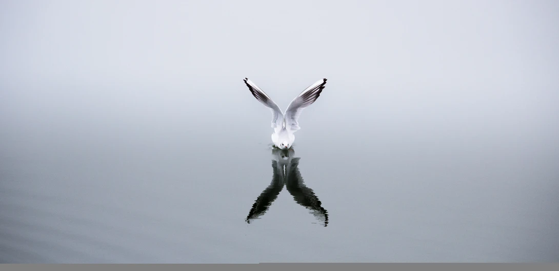 View Yin and Yang by Daniel Boavida