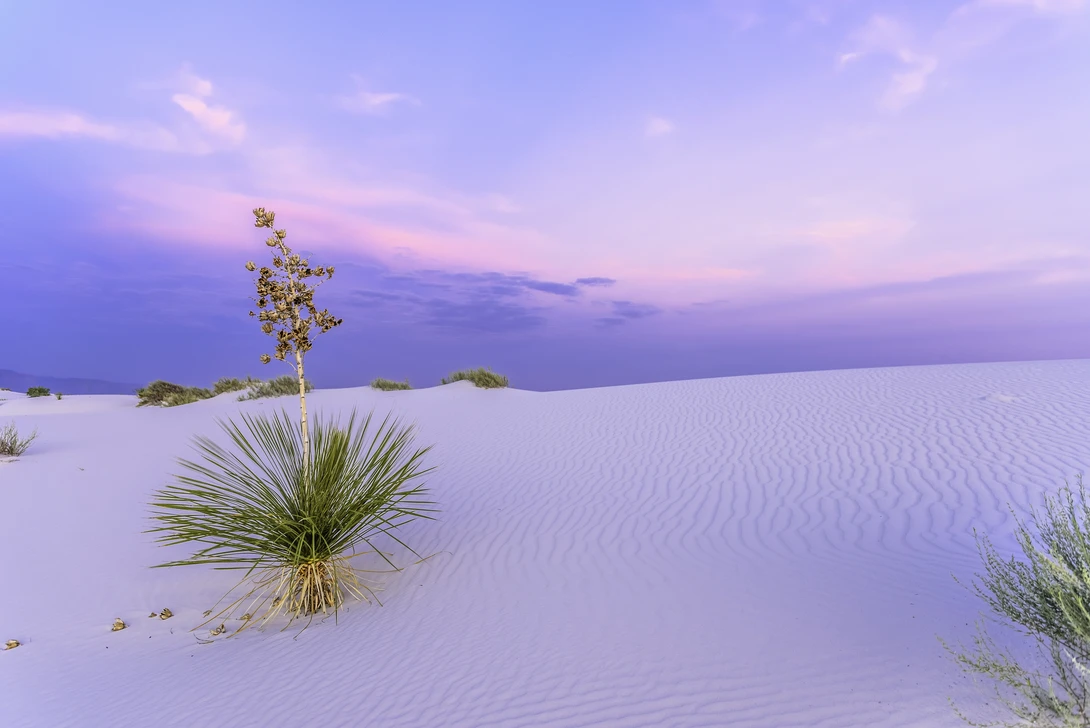 View Lonely Yucca by Justin Treakle