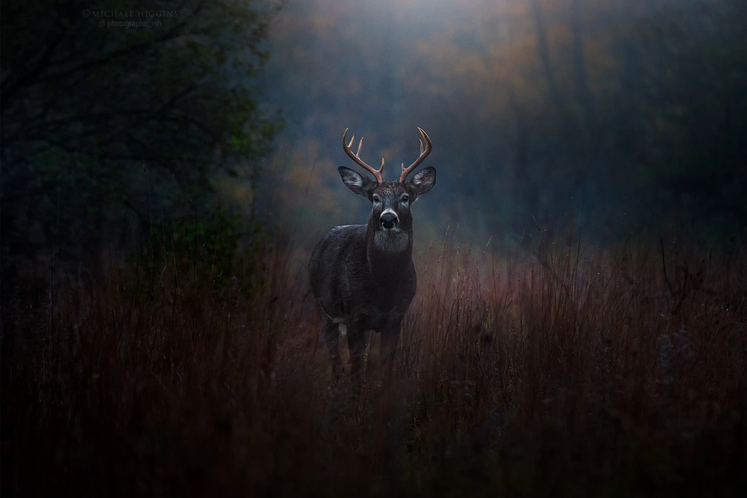View Morning, buck. by Michael Higgins