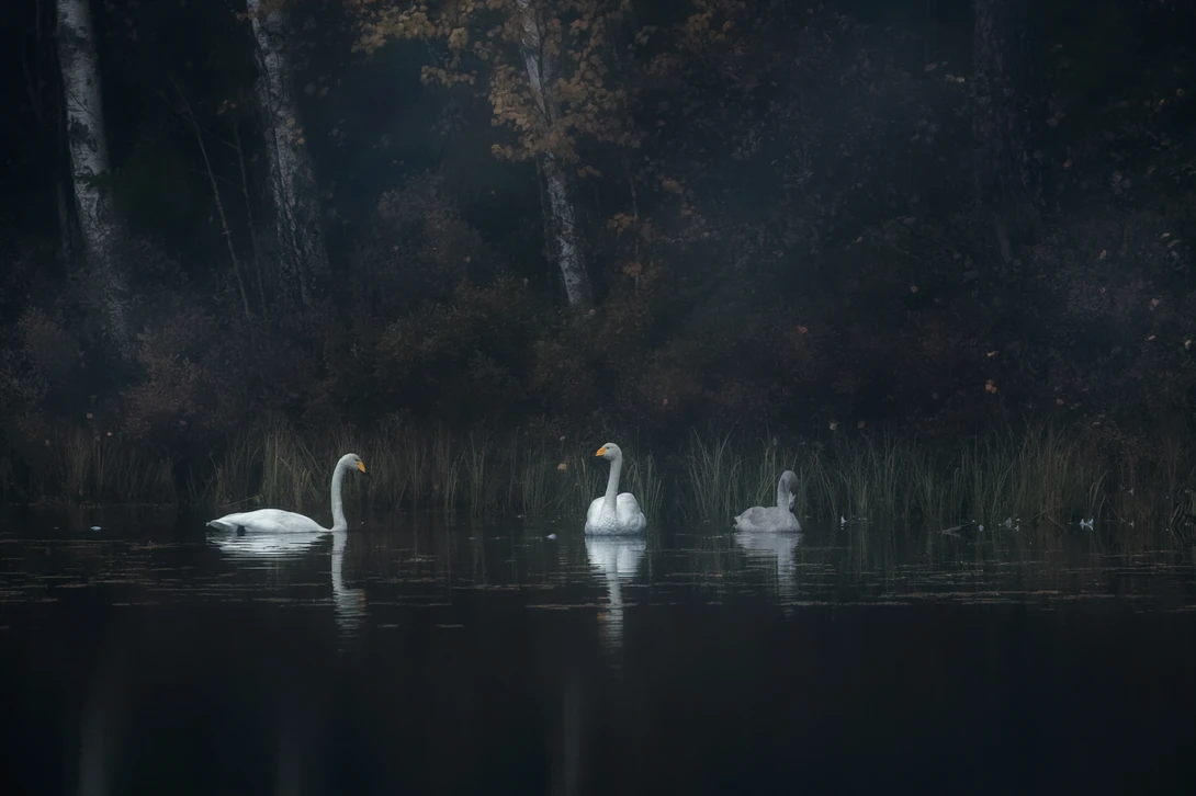 View Swan lake by Johan Lennartsson