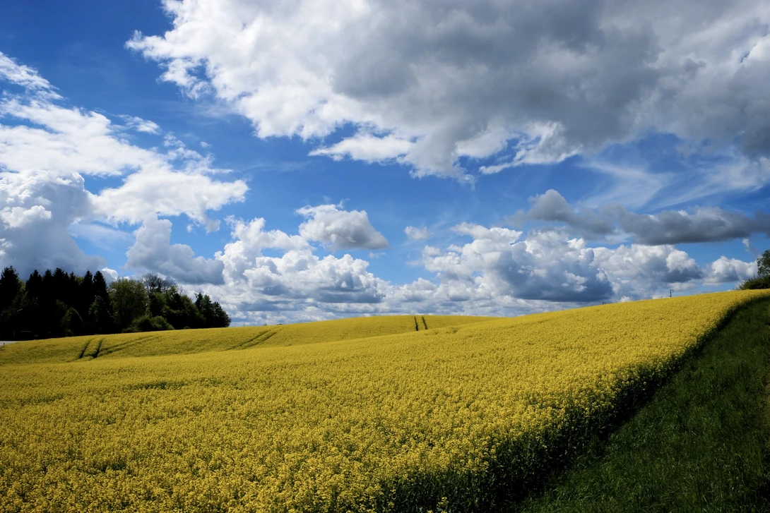 View Fields by Cat P
