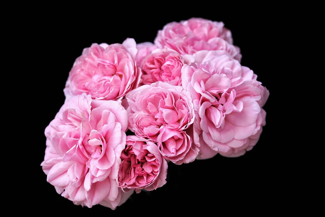 View Flower portrait by Cat P