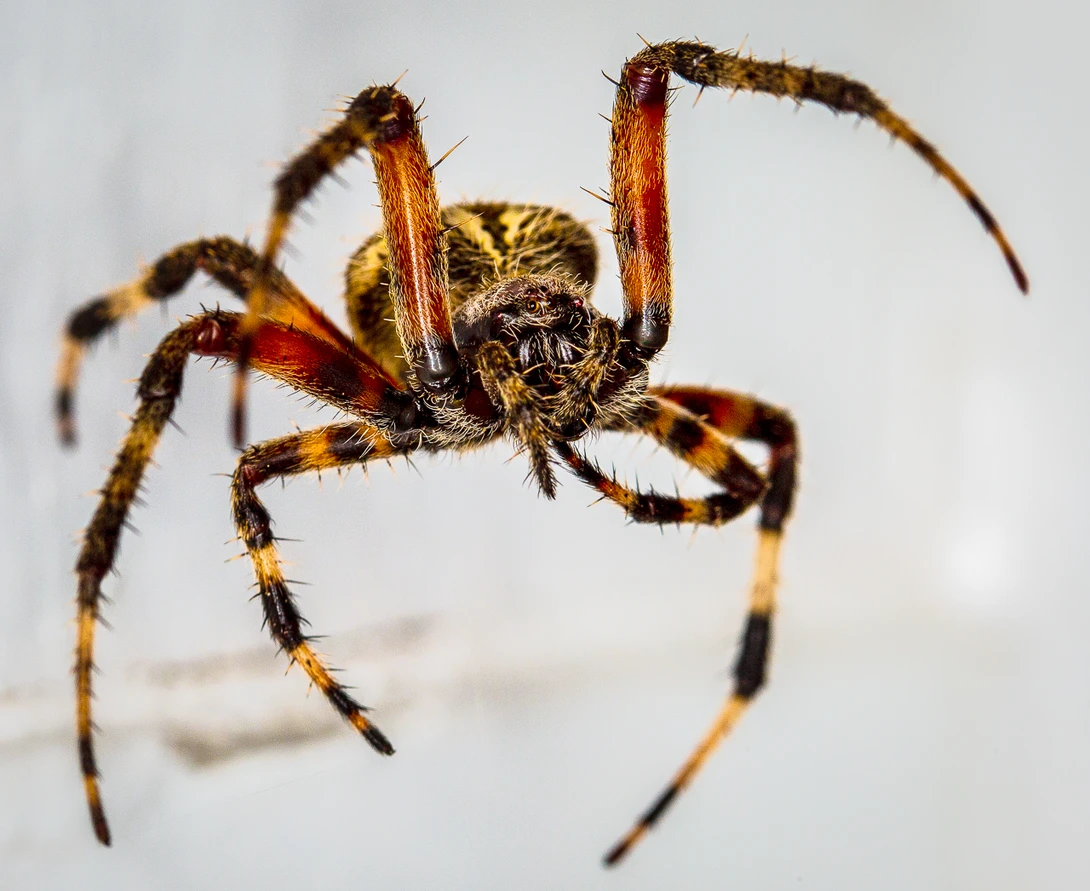 View A True Spider Woman by Terry Waggoner