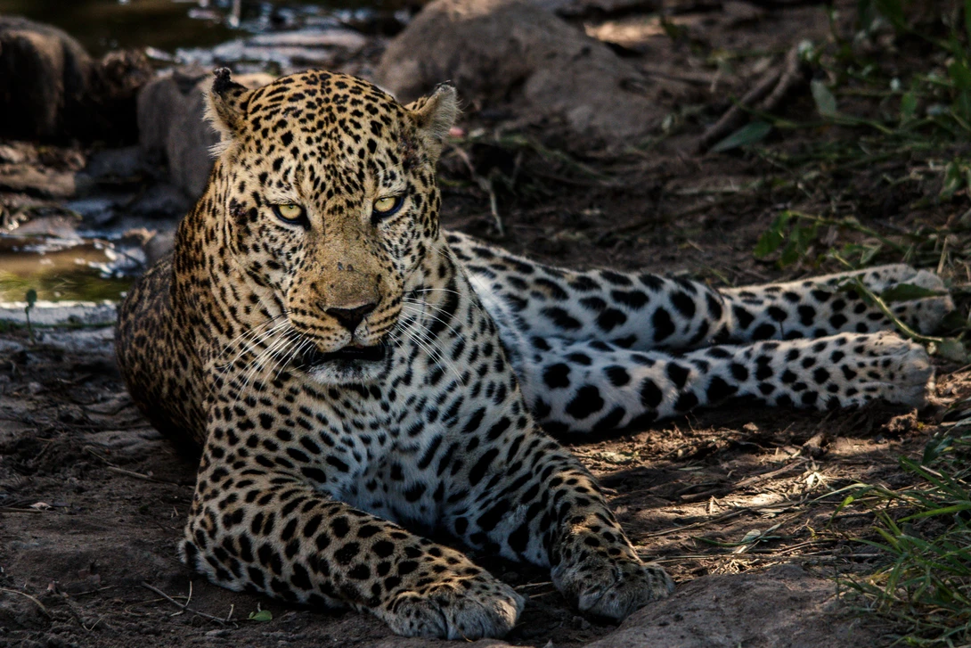 View Leopard by nicky fredriksson