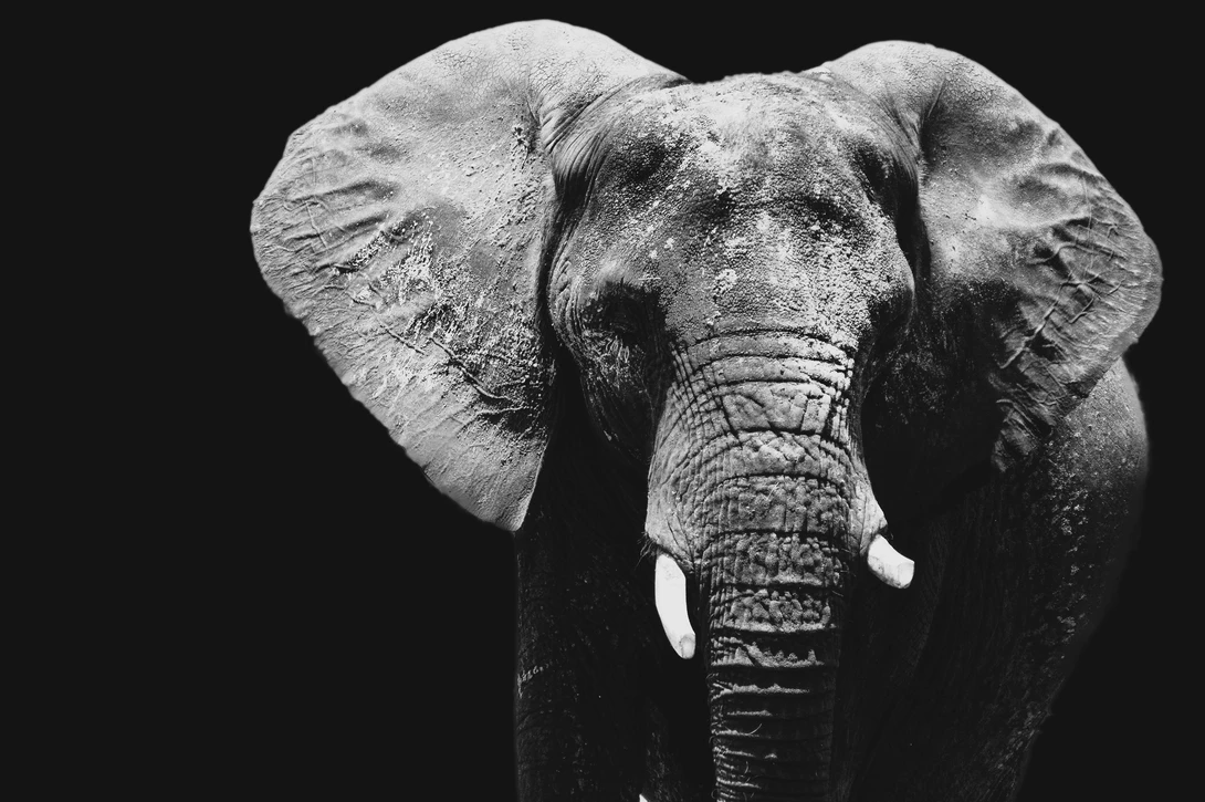 View Elephant by Kyle Foreman