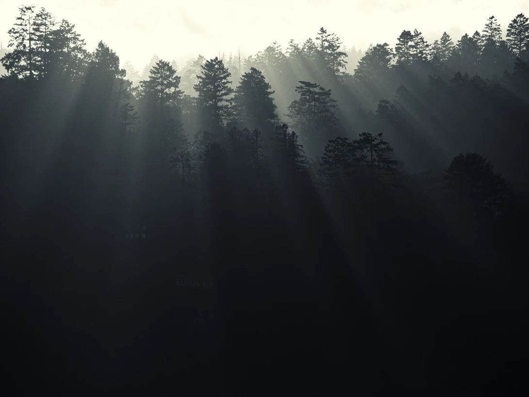 View Tree filtered sun rays by David Medeiros