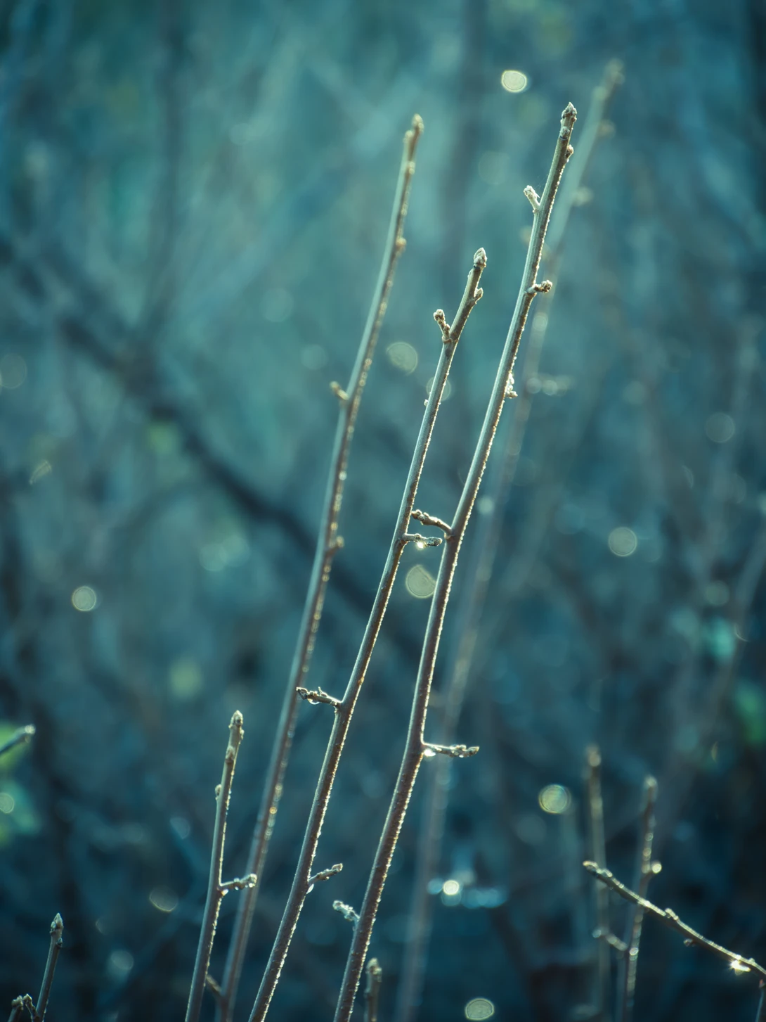 View Winter branches, morning sun. by David Medeiros