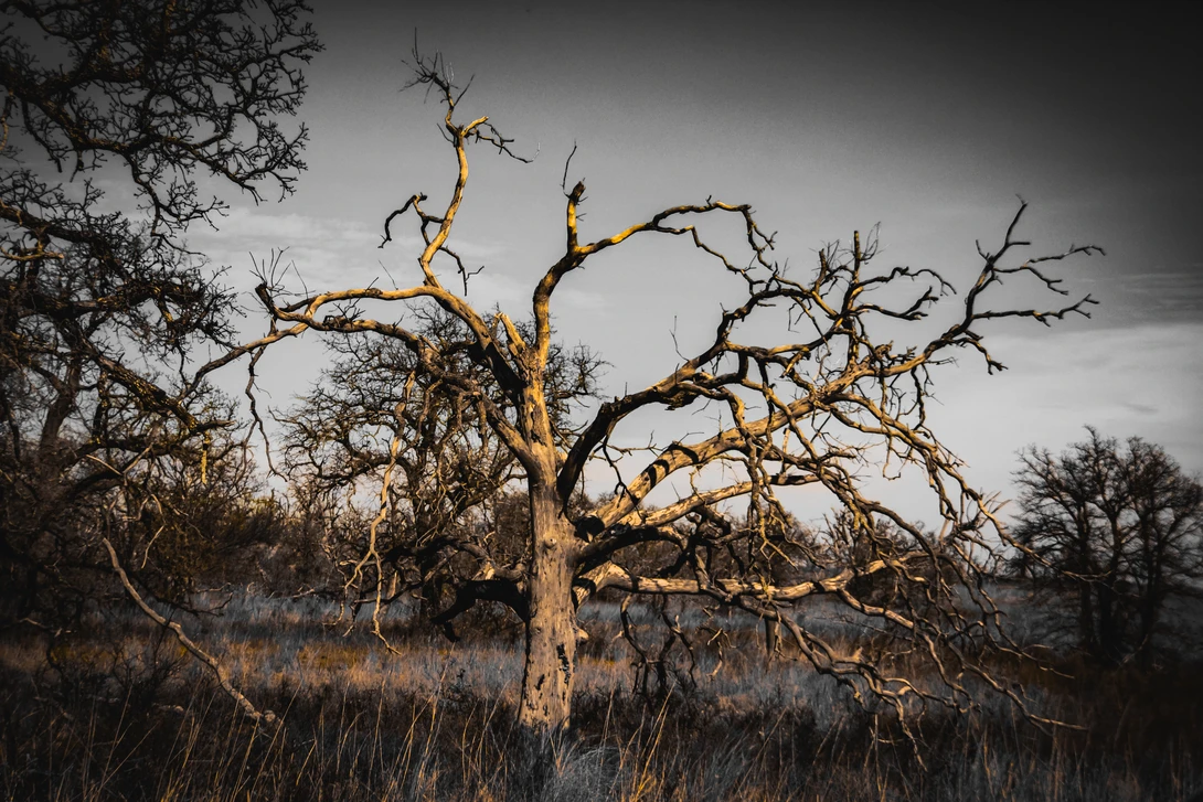 View 7401fac957f01822154ba86c15bf0eaf.jpg by Bobby Wood