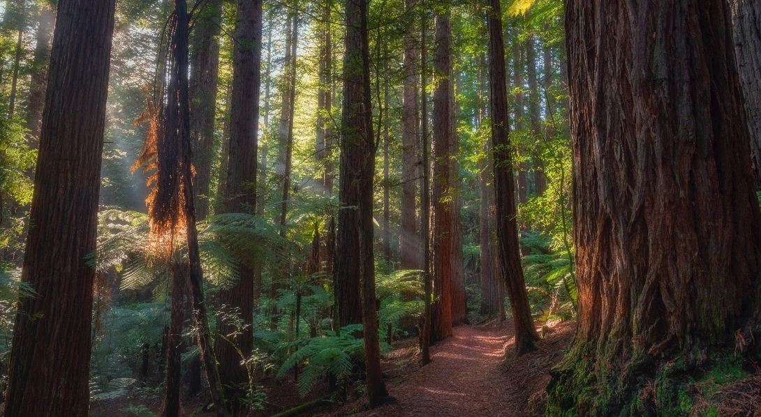 View Mist In The Redwoods by Shane Smith