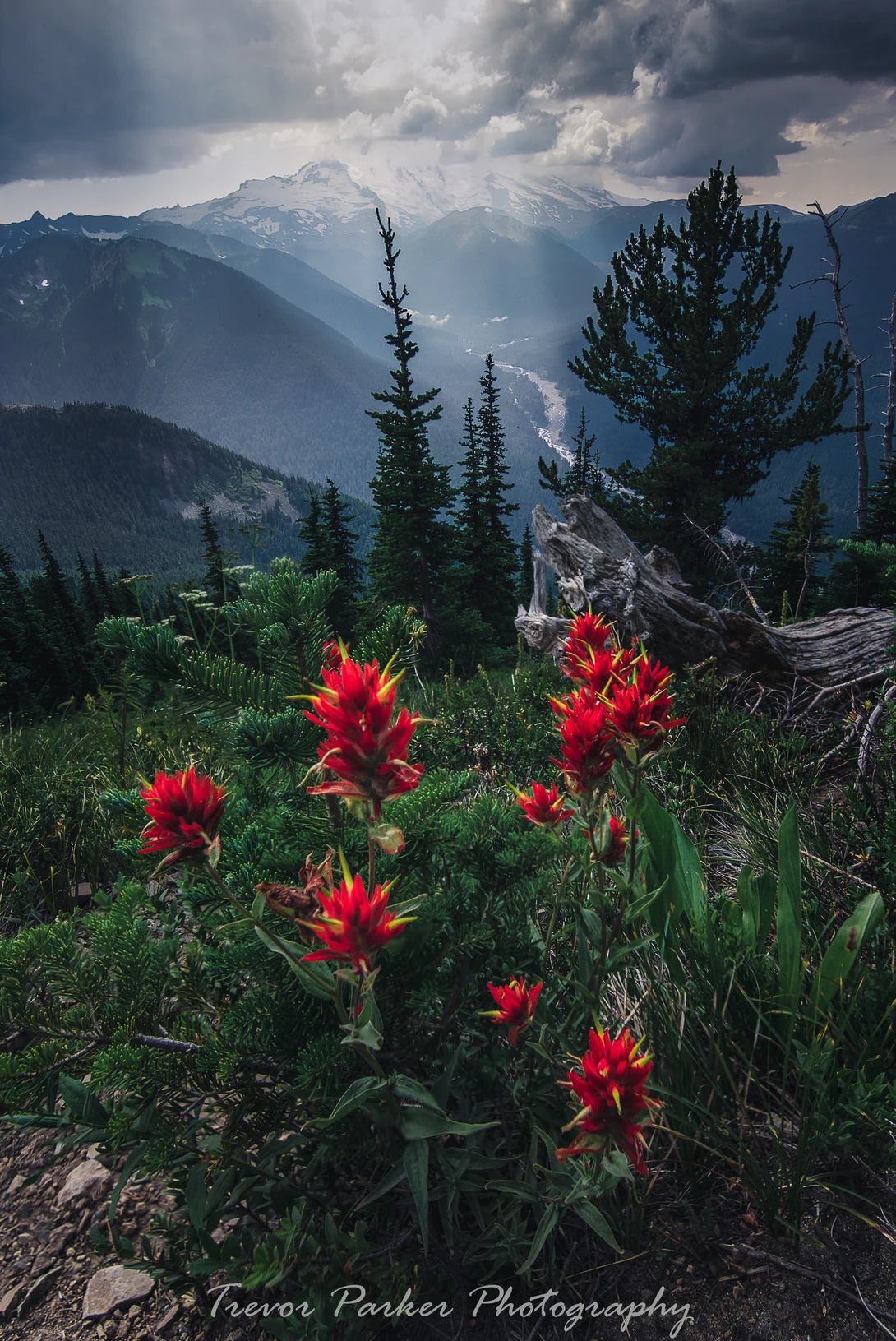 View Storm Clouds Rolling Over Mount Rainier by Trevor Parker