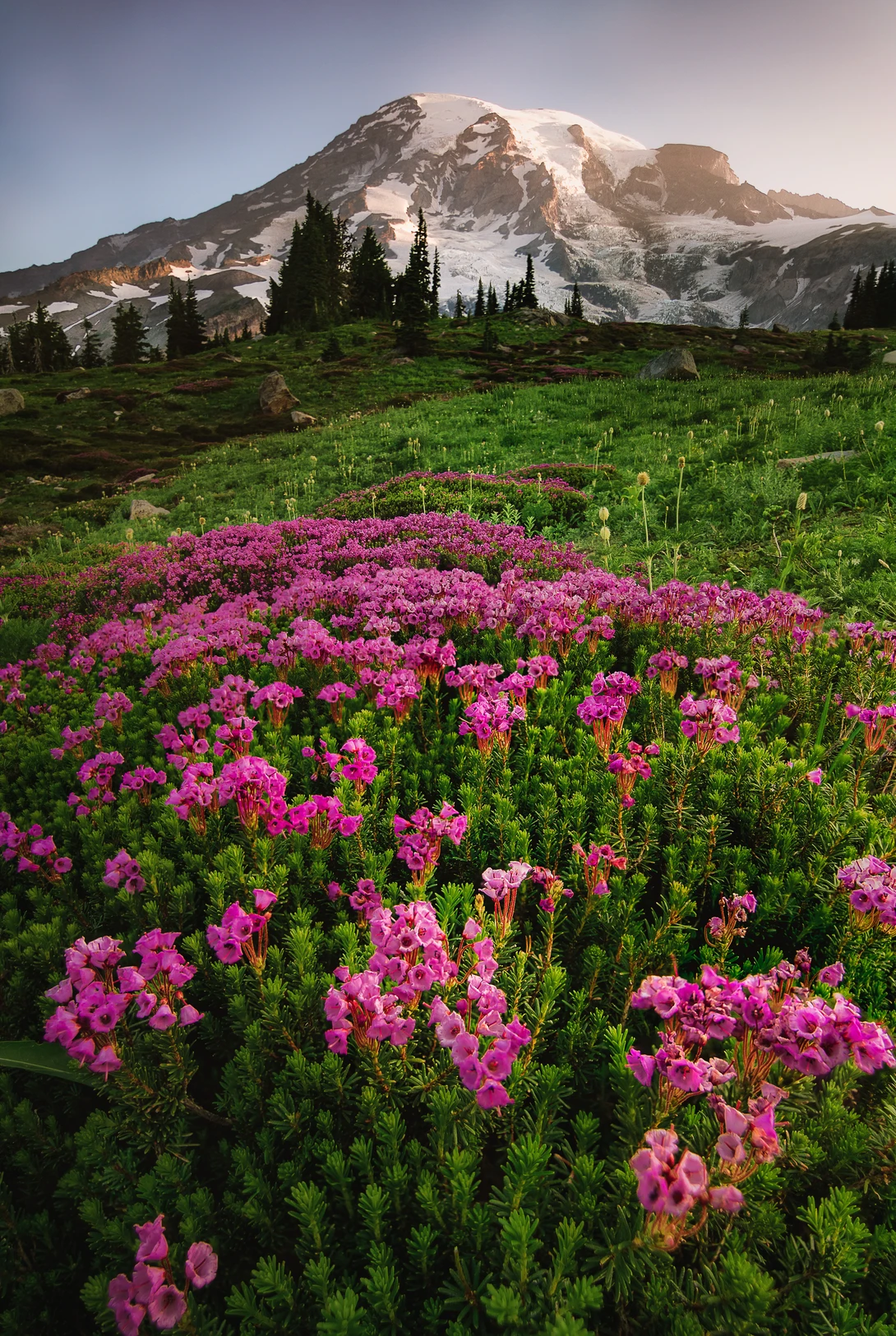 View Sunrise over Mount Rainier by Trevor Parker