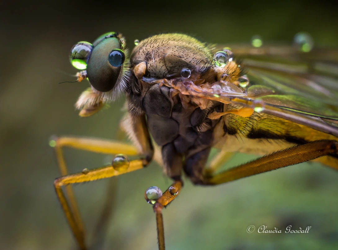 View d310bfd592c46e57a00d164485f4fa53.jpg by Claudia Goodall