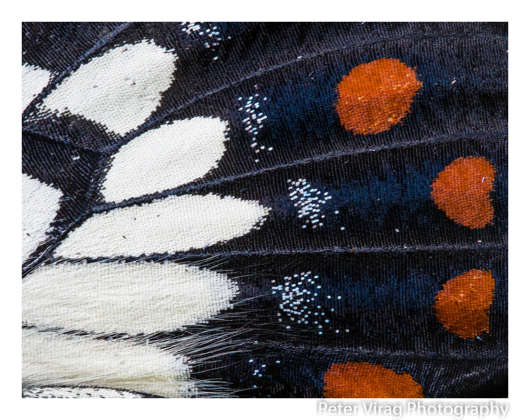 View Lepidoptera wings by Peter Virag