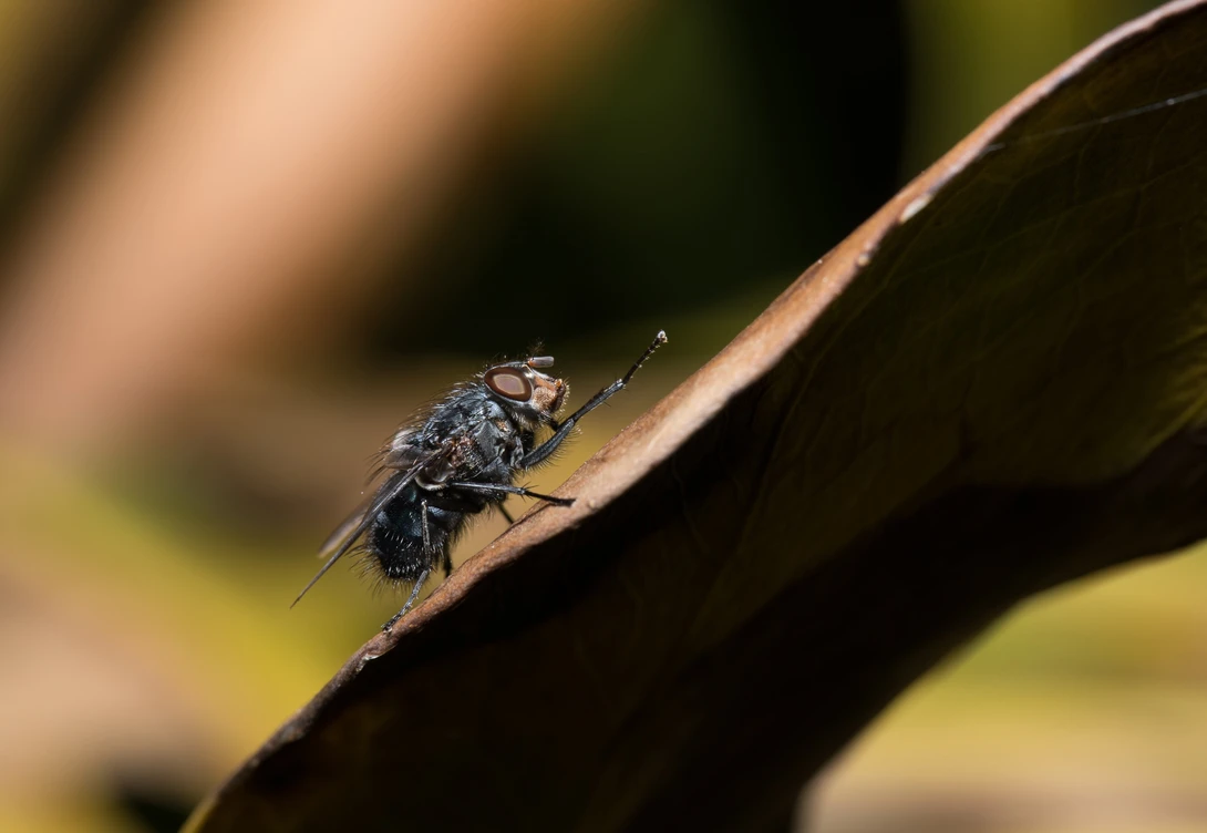 View Blowfly by Peter Virag