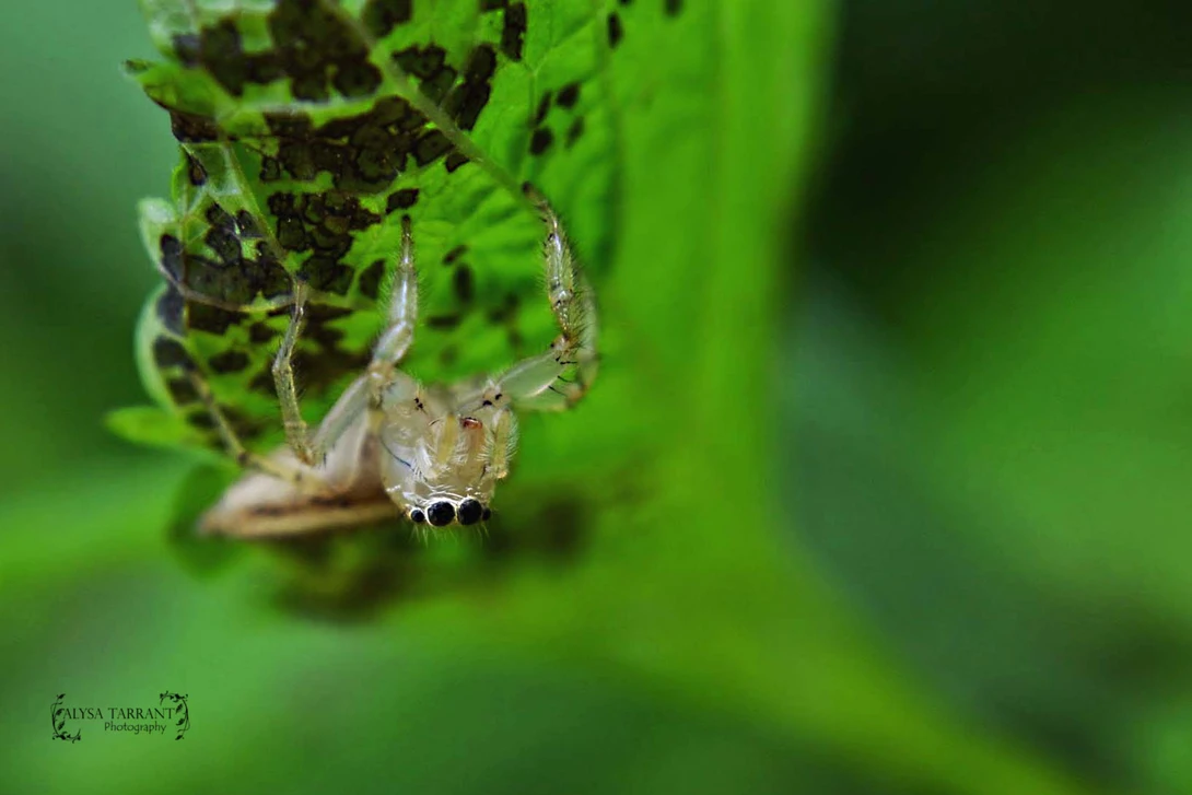View 255dc246e530be5c93d48a7c7b26eeed.jpg by Alysa Tarrant