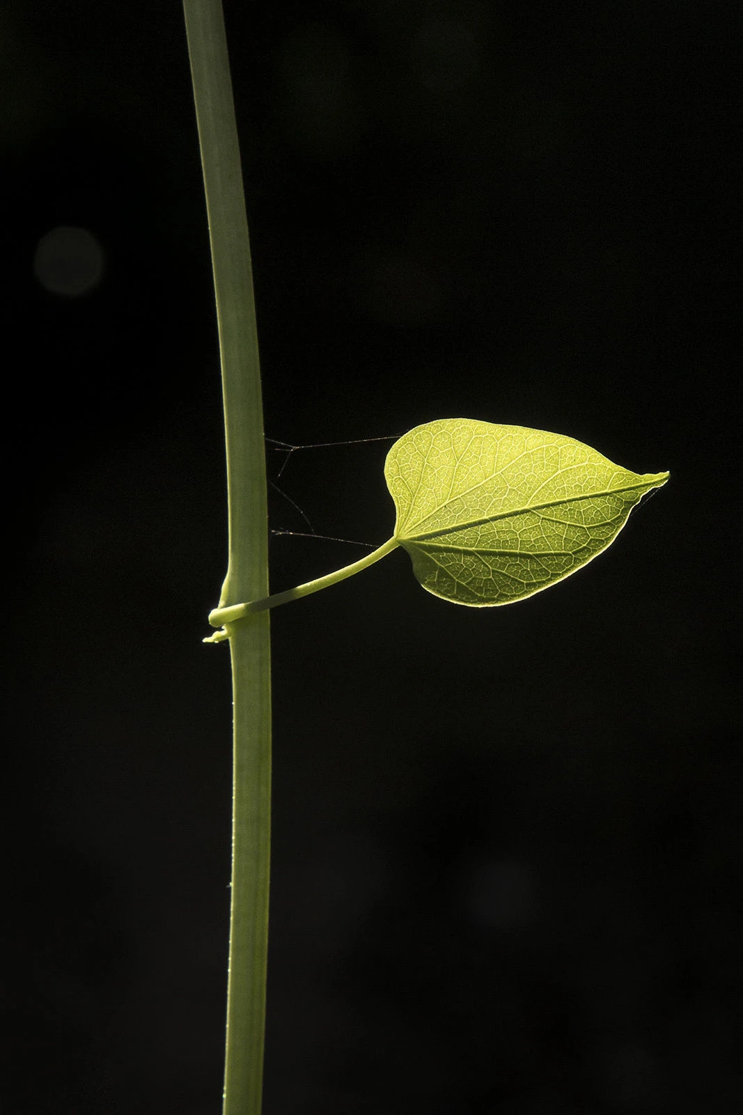 View b7b34395226a722ab422a1a8e57c6814.jpg by Mohamed Rafi