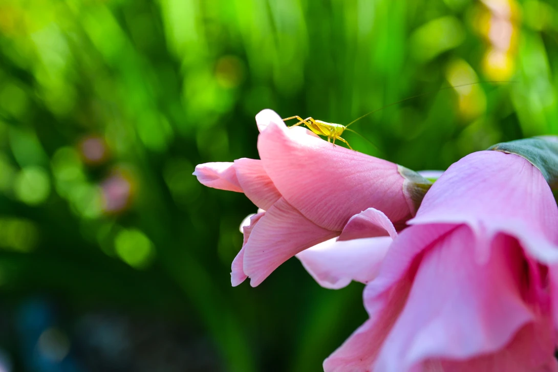 View b3d8016eabaf1bffc81574c9e21c41a5.jpg by Melissa Schlarb