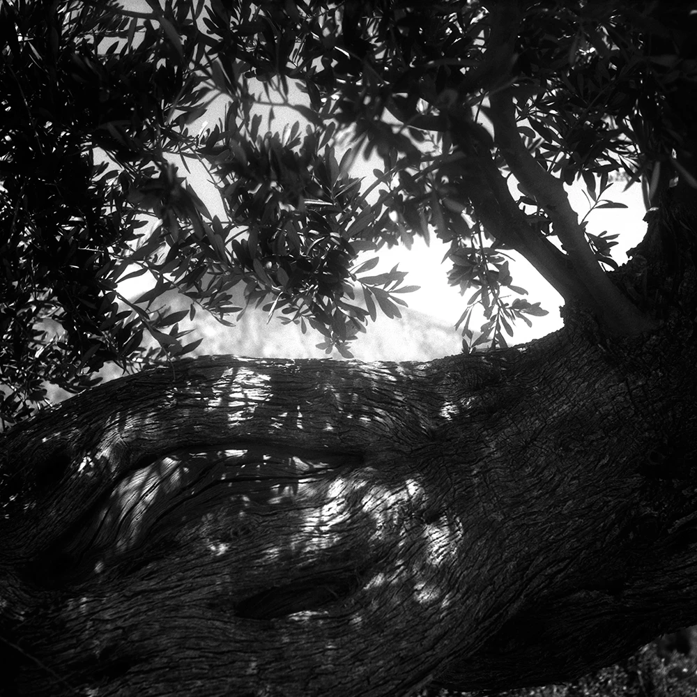 View ec3064264442a4a32d0cf223d2466efa.jpg by Joakim Rostom