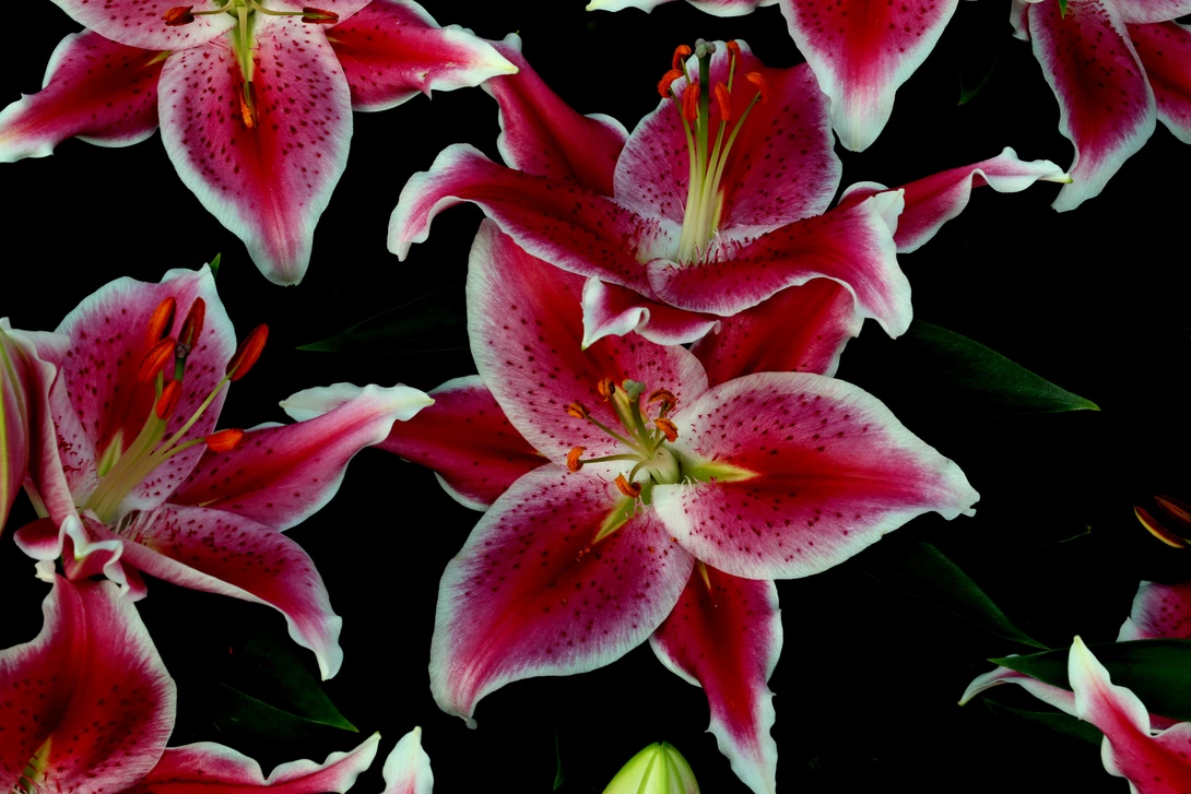View 02fdcebbccf360fcfe782760ae7e06f6.jpg by CRAIG JOHNSON
