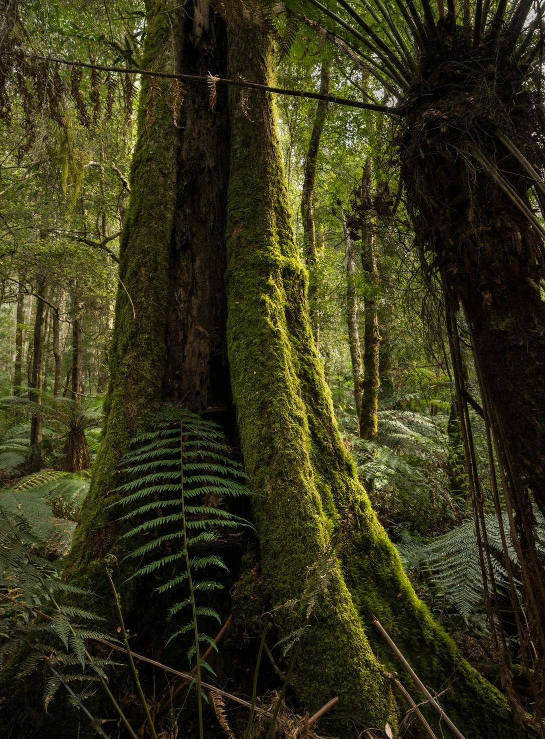 View ff4a7735767d021f6d40d8605f33c0c9.jpg by Damian Diviny