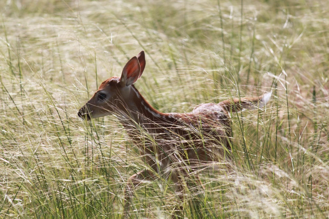 View c6cdc690782f7c6963d82cc874920dc7.jpg by Chris Kidd