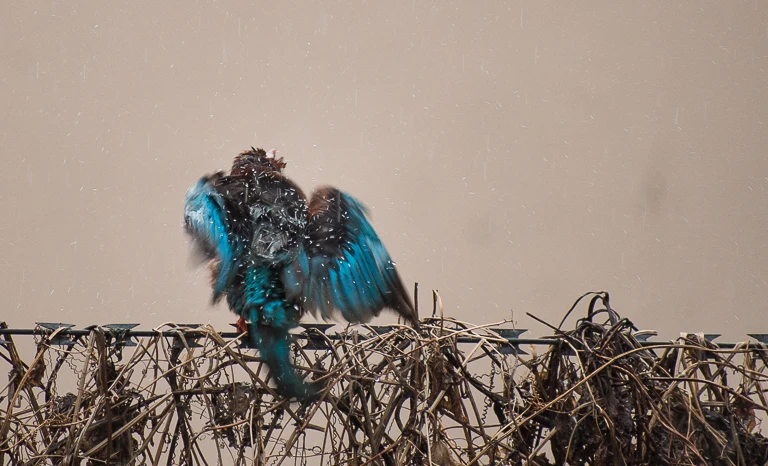 View 1c764313c3d234c6c678996eb64a4720.jpg by TANAY DAS